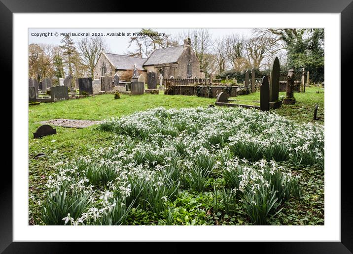 Wild Snowdrops in a Churchyard Framed Mounted Print by Pearl Bucknall