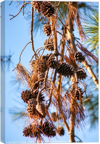 Pine cones and branches against a winter blue sky Canvas Print by Stuart Chard