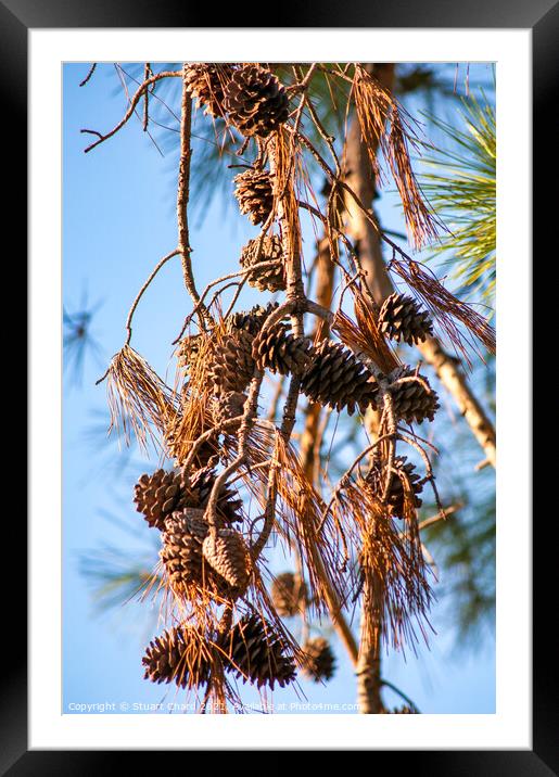 Pine cones and branches against a winter blue sky Framed Mounted Print by Stuart Chard
