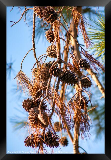 Pine cones and branches against a winter blue sky Framed Print by Travel and Pixels 