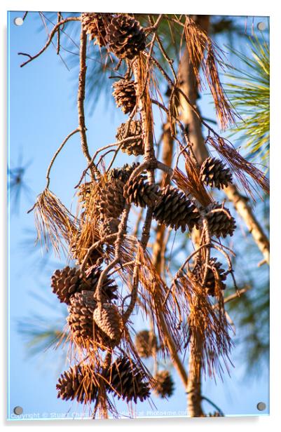 Pine cones and branches against a winter blue sky Acrylic by Travel and Pixels 