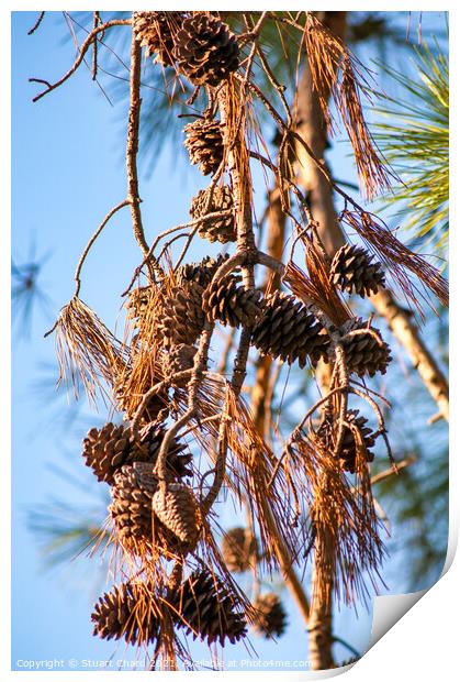 Pine cones and branches against a winter blue sky Print by Travel and Pixels 