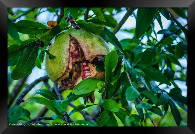 Pomegranate fruit on tree Framed Print by Travel and Pixels 