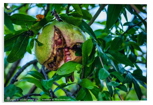 Pomegranate fruit on tree Acrylic by Stuart Chard