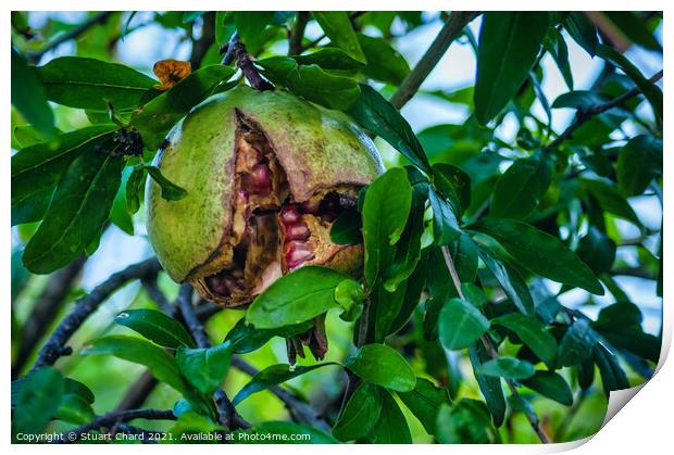Pomegranate fruit on tree Print by Travel and Pixels 