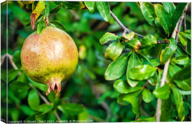 Pomegranate fruit on a tree  Canvas Print by Travel and Pixels 