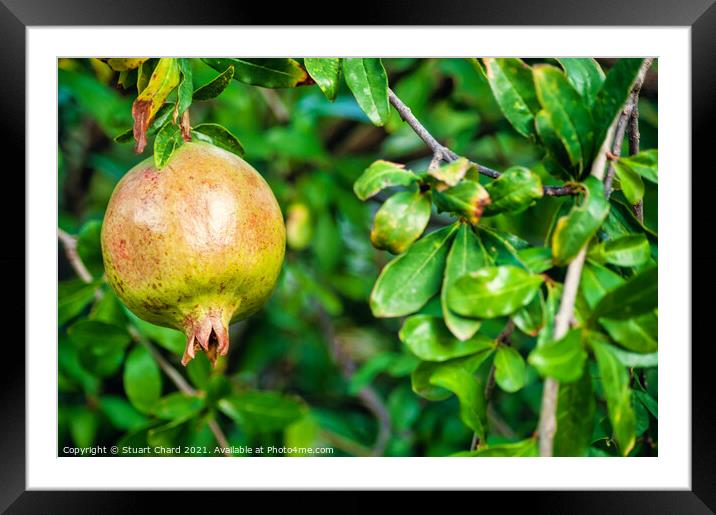 Pomegranate fruit on a tree  Framed Mounted Print by Travel and Pixels 