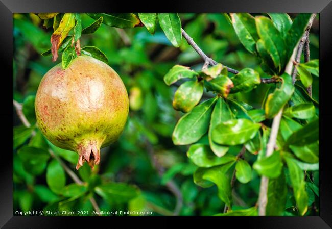 Pomegranate fruit on a tree  Framed Print by Travel and Pixels 