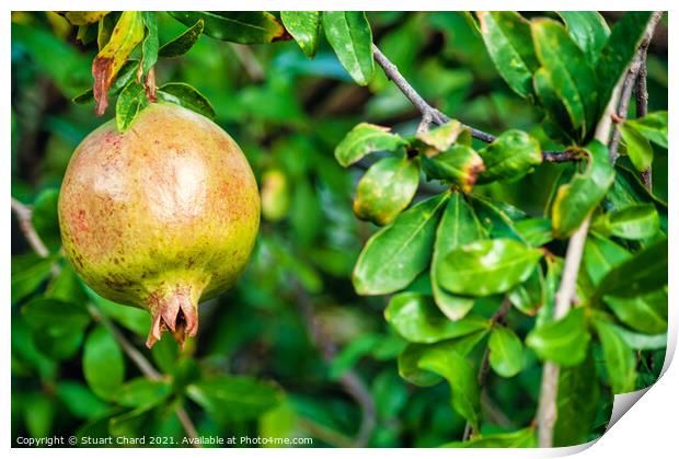 Pomegranate fruit on a tree  Print by Travel and Pixels 