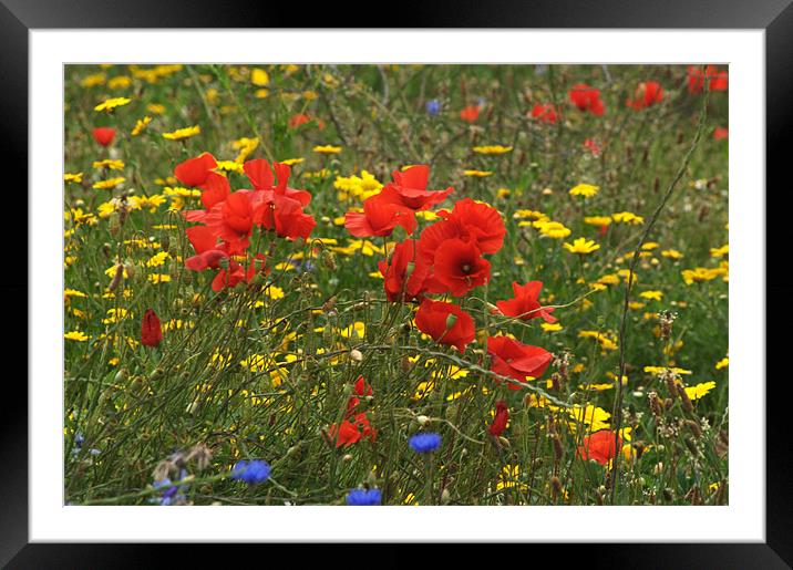 Poppies Framed Mounted Print by Chris Day