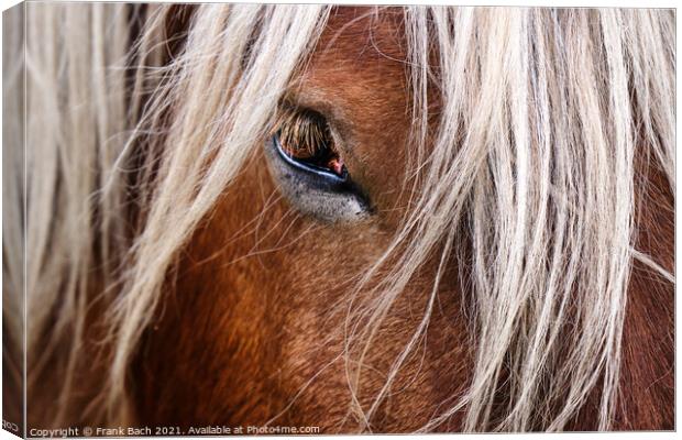 Eye of a horse looking at you Canvas Print by Frank Bach