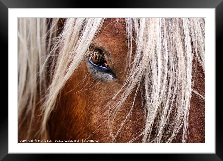 Eye of a horse looking at you Framed Mounted Print by Frank Bach
