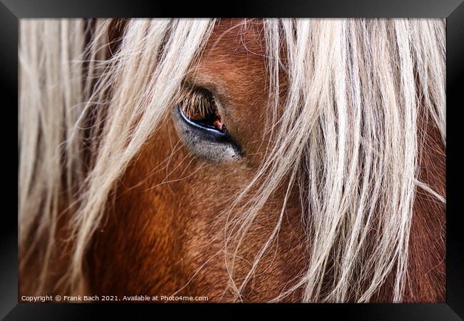 Eye of a horse looking at you Framed Print by Frank Bach