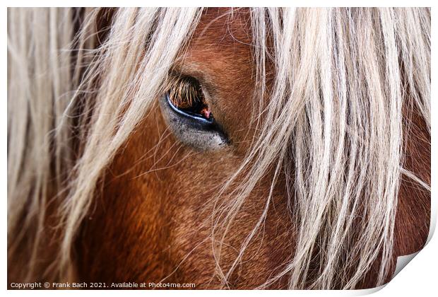 Eye of a horse looking at you Print by Frank Bach