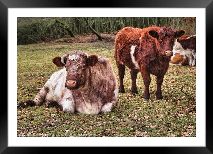 Two cows resting in a field, Denmark Framed Mounted Print by Frank Bach