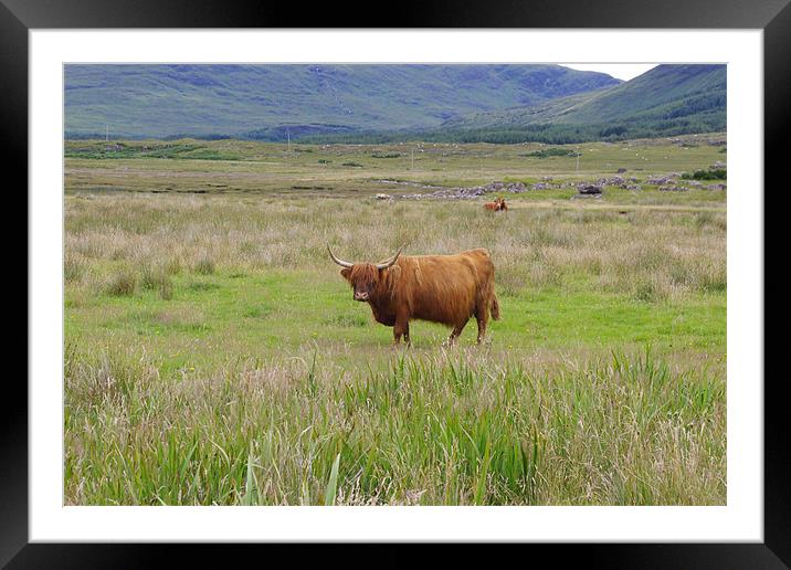 Highland Cow Framed Mounted Print by Dave Parkin