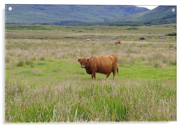 Highland Cow Acrylic by Dave Parkin