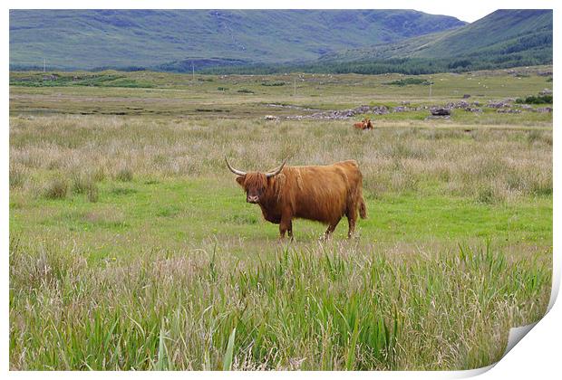 Highland Cow Print by Dave Parkin