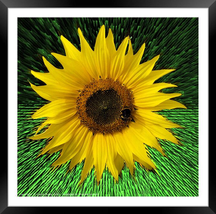 Sunflower Abstract Framed Mounted Print by Laura Haley