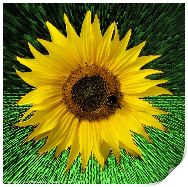 Sunflower Abstract Print by Laura Haley