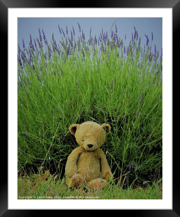 Lavender Teddy Framed Mounted Print by Laura Haley