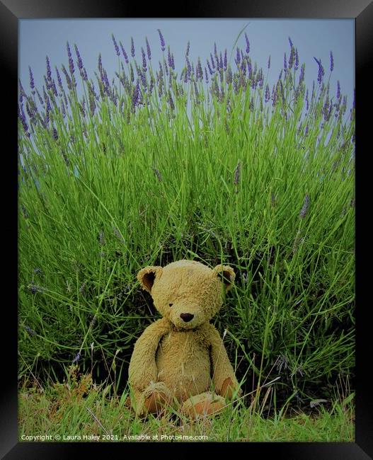 Lavender Teddy Framed Print by Laura Haley