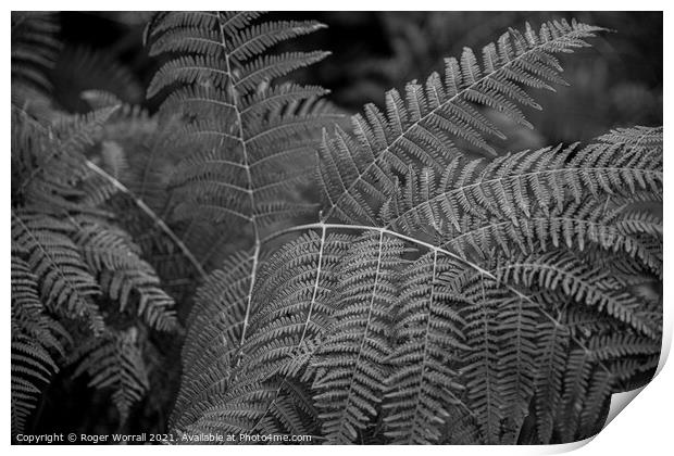 Fern Print by Roger Worrall