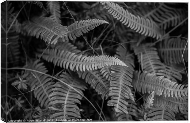 Ferns Canvas Print by Roger Worrall