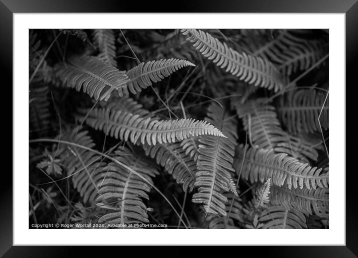 Ferns Framed Mounted Print by Roger Worrall