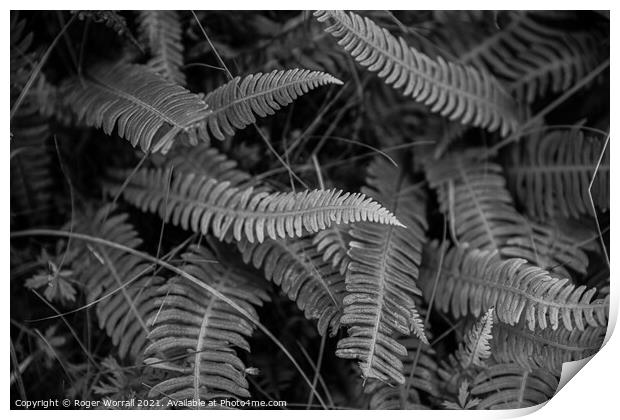 Ferns Print by Roger Worrall