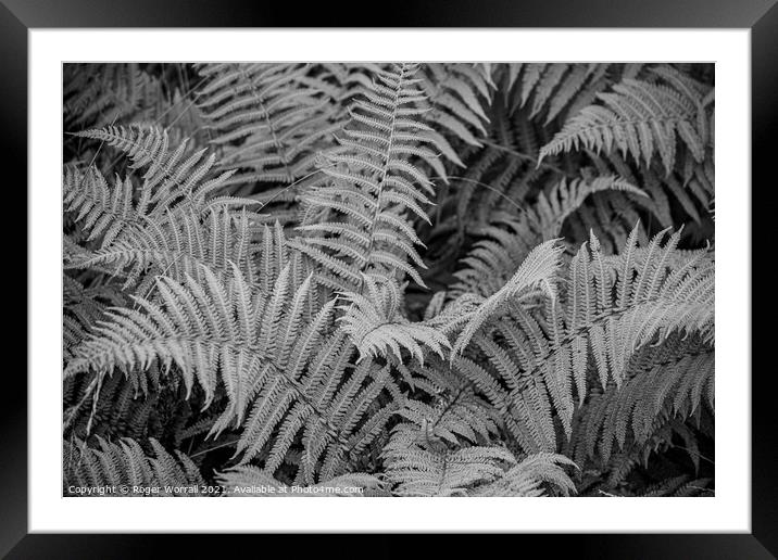 Black and White Fern Framed Mounted Print by Roger Worrall