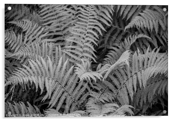 Black and White Fern Acrylic by Roger Worrall