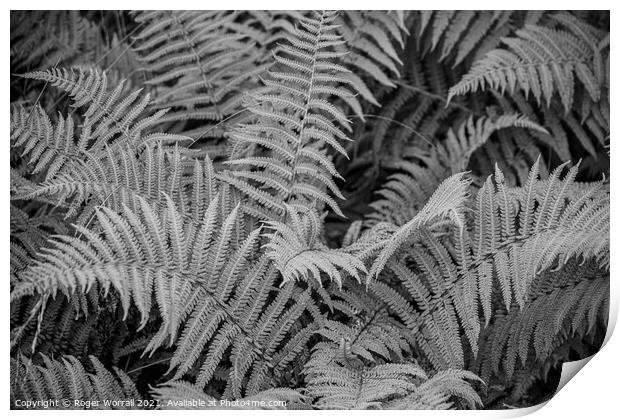 Black and White Fern Print by Roger Worrall