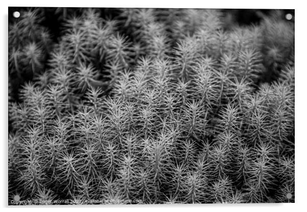 Wild scottish heathland plant Acrylic by Roger Worrall