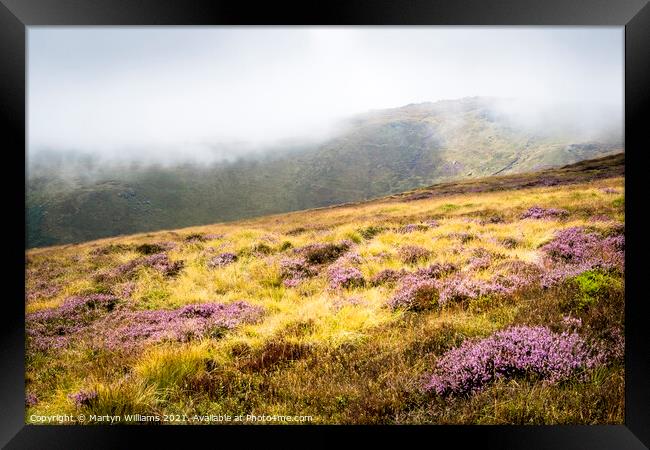 Moorland Heather, Kinder Scout Framed Print by Martyn Williams