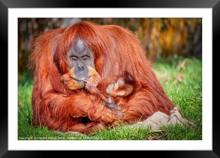 Orangutan And Baby Framed Mounted Print by Darren Wilkes