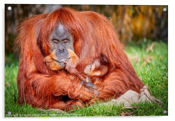 Orangutan And Baby Acrylic by Darren Wilkes