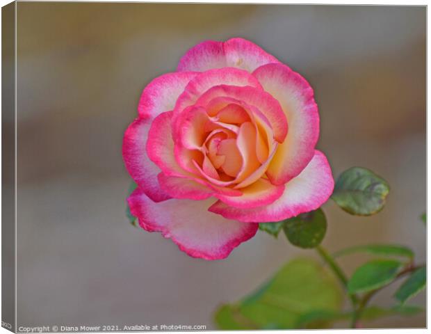 Peace Rose Canvas Print by Diana Mower