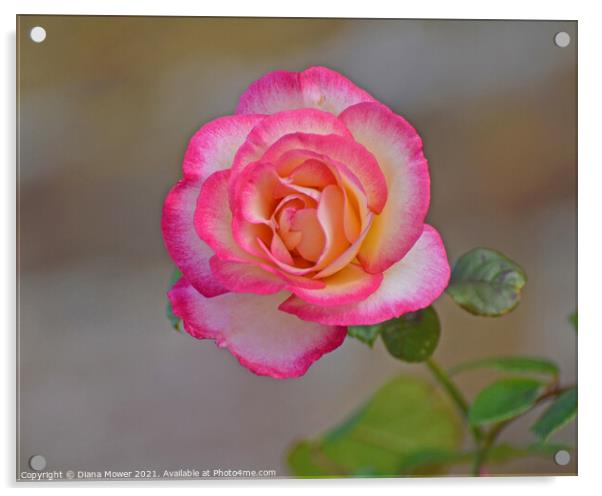 Peace Rose Acrylic by Diana Mower