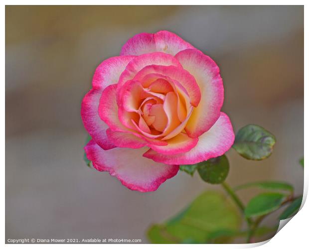 Peace Rose Print by Diana Mower