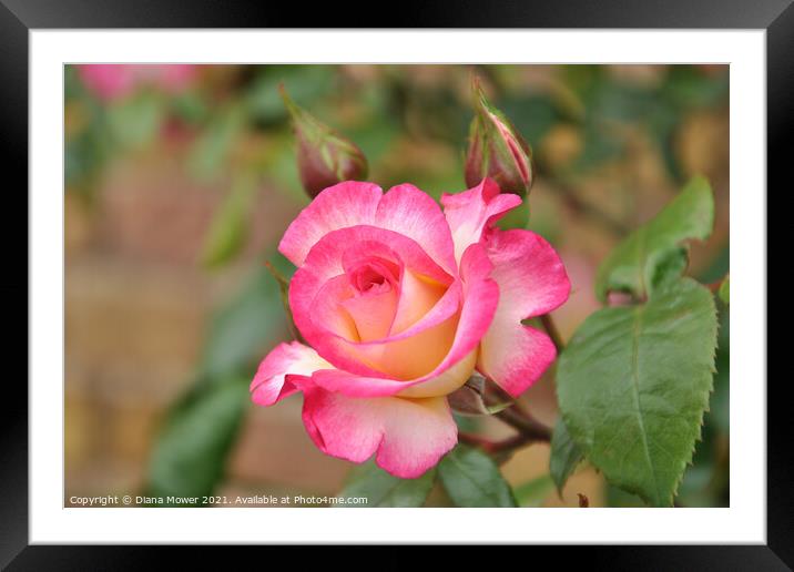 Peace Rose and buds Framed Mounted Print by Diana Mower