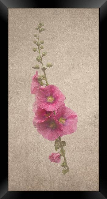 Pink Hollyhock Framed Print by Karen Martin