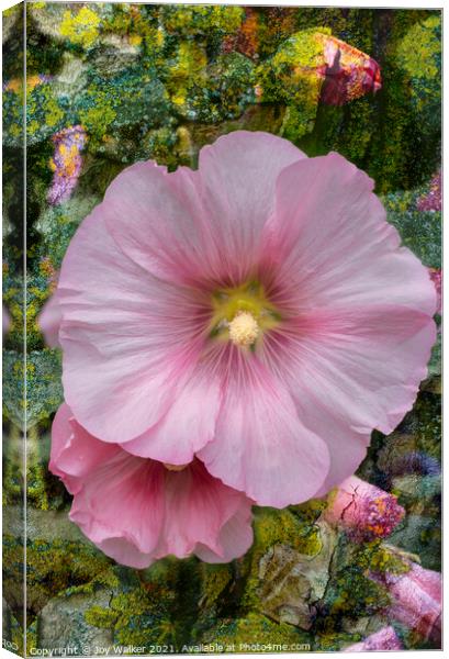 A Hollyhock flower in close-up Canvas Print by Joy Walker