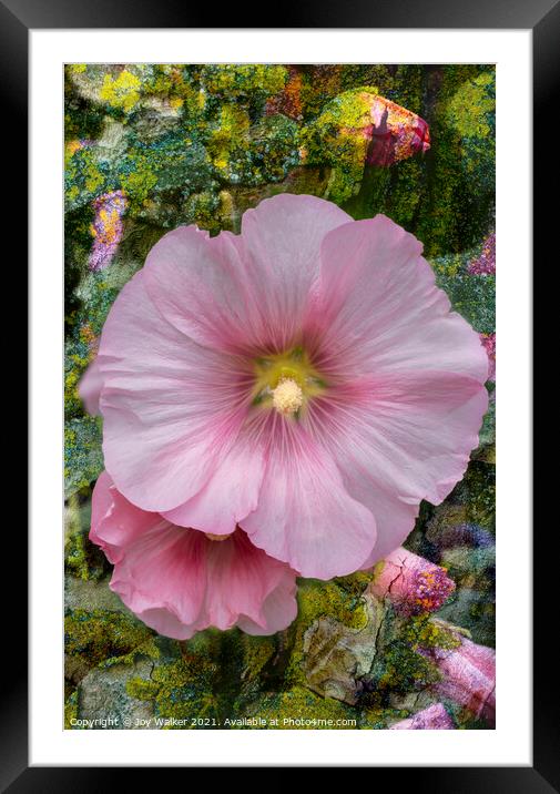 A Hollyhock flower in close-up Framed Mounted Print by Joy Walker