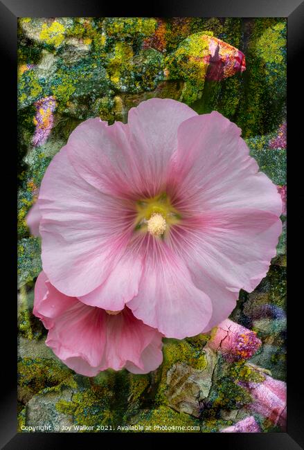 A Hollyhock flower in close-up Framed Print by Joy Walker