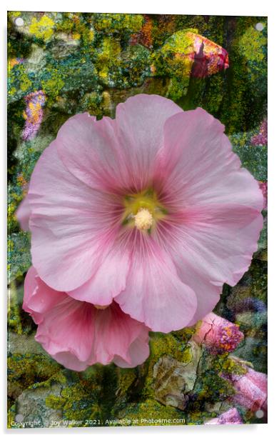 A Hollyhock flower in close-up Acrylic by Joy Walker