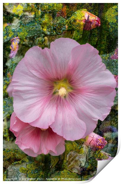 A Hollyhock flower in close-up Print by Joy Walker