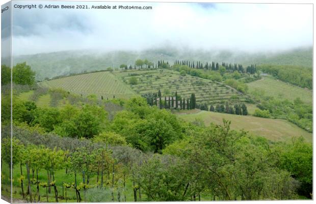 Hillside vineyard in Tuscany Canvas Print by Adrian Beese