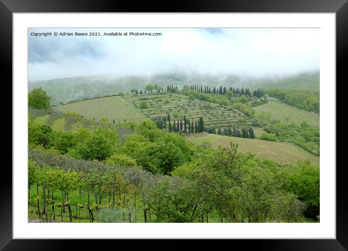 Hillside vineyard in Tuscany Framed Mounted Print by Adrian Beese