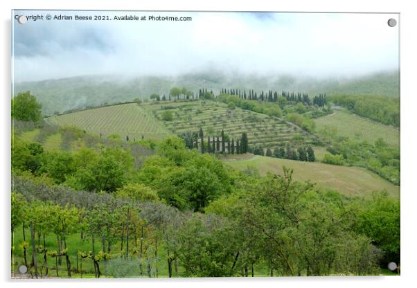 Hillside vineyard in Tuscany Acrylic by Adrian Beese